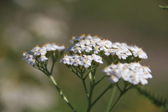 Schafgarbe, Herba Millefolii